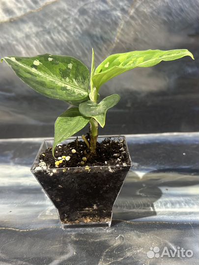 Аглаонема Пикиум Камуфляж