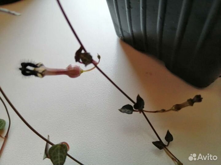 Суккуленты