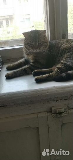 Кот -полосатик в дар