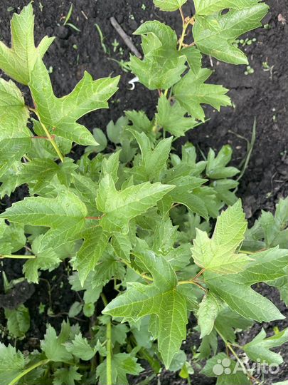 Калина бульданеж, снежноягодник,жасмин