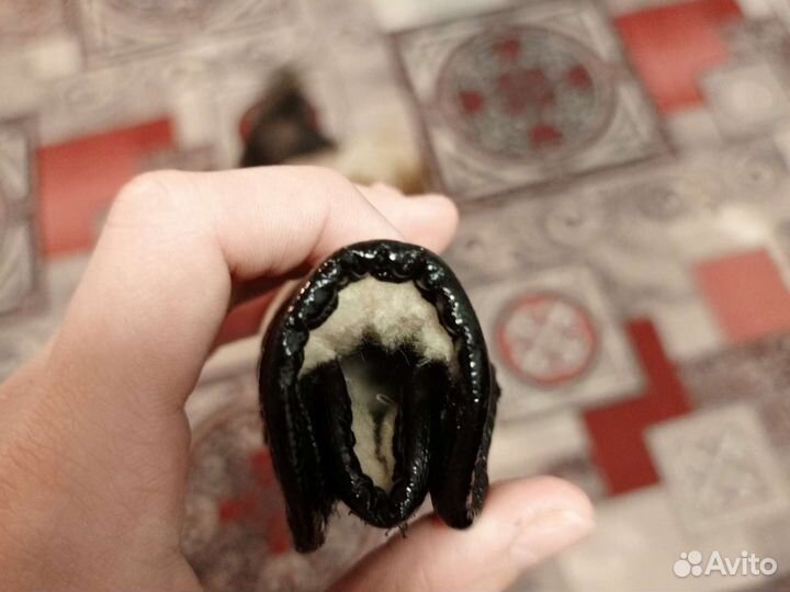 Ботинок собачий