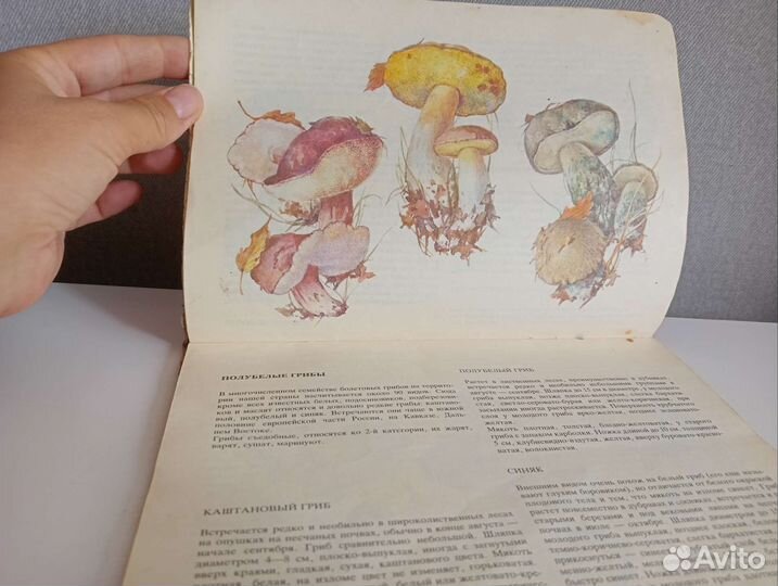 Грибы никиточкина, шипиленко, 1993