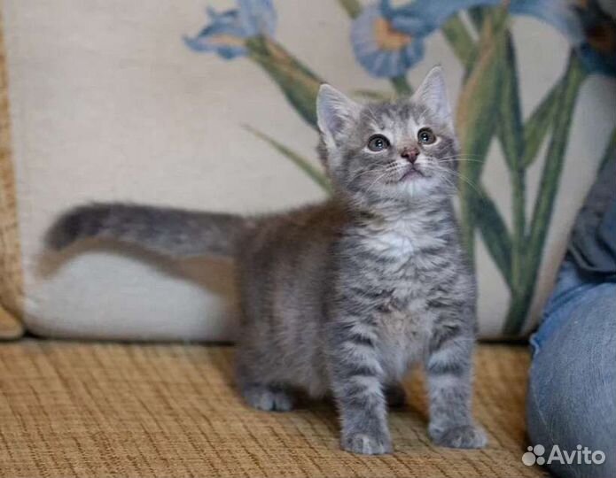 Котенок в добрые руки