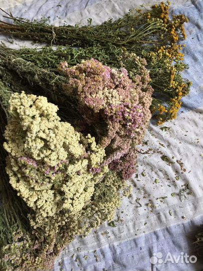 Душица и другие травы