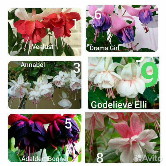 Комнатные растения