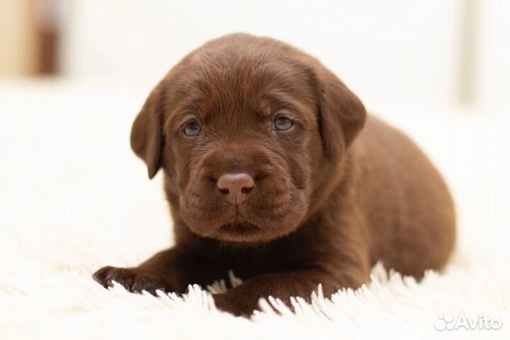 Щенки лабрадора