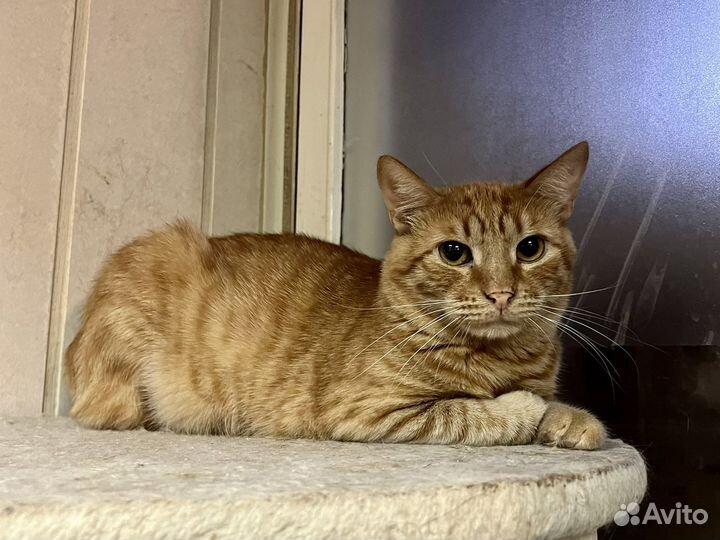 Солнечный котик Алекс 2 года ищет дом