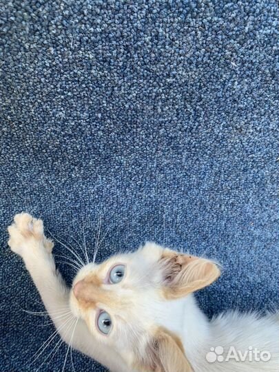 Сиамский котенок ищет дом