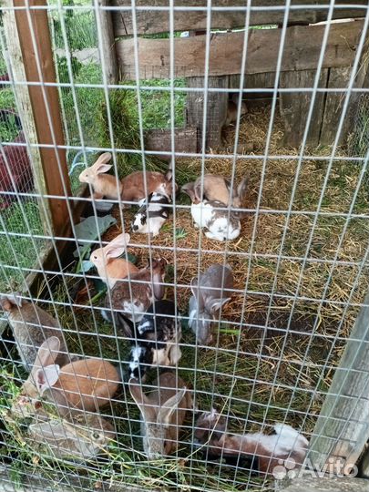 Кролики мясных пород