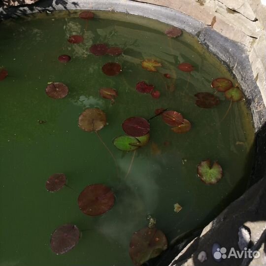 Нимфея, водная лилия (детки)