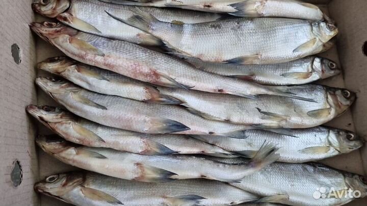 Северная рыба, пелядь, щука, язь, сырок, терпуг