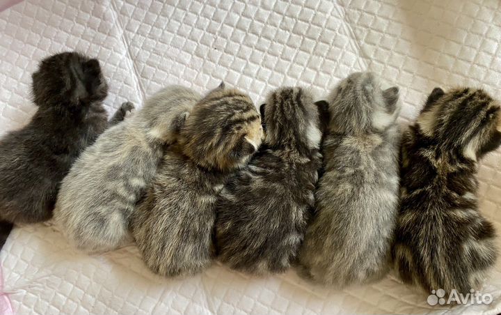 Британские котята короткошерстные