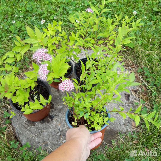 Спирея японская