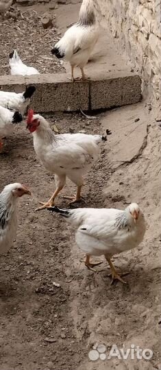 Петухи серебрянка