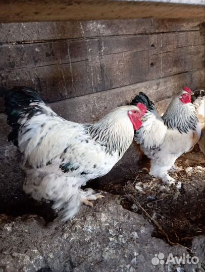 Петух брама