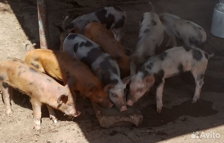 Продам поросят, хряка, свиней