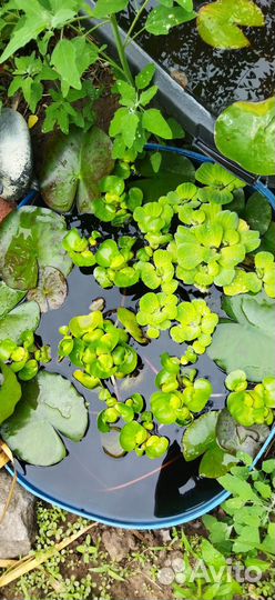 Водные растения