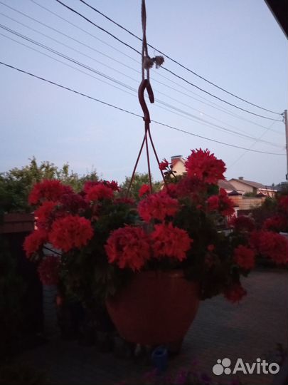 Пеларгония ампельная два сорта