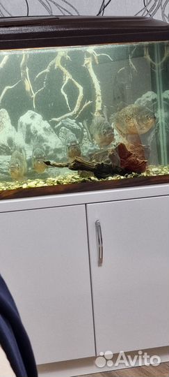 Пиранья рыба Натерерра