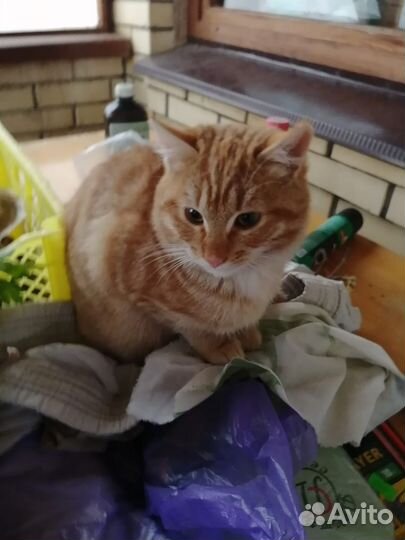 Котята-рыжики