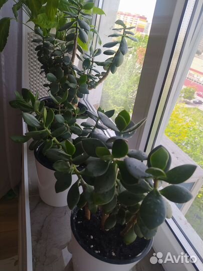 Толстянка отросток