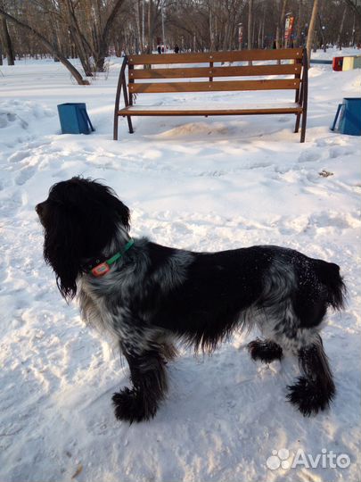 Русский спаниель