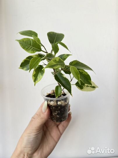 Фикус бенджамина кинки