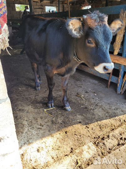 Телята,бычок