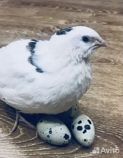 Яйца перепелиные