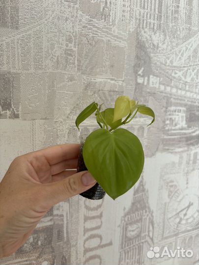 Филодендрон, антуриум