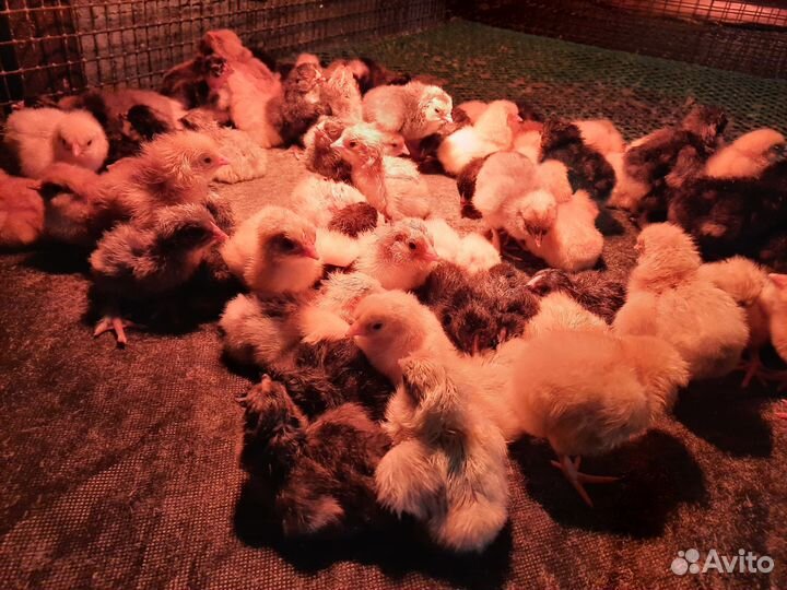 Цыплята суточные