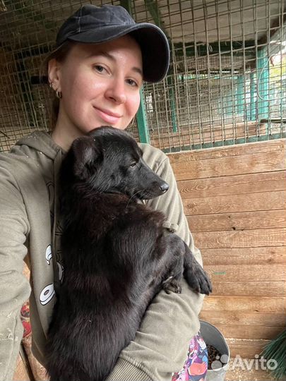 Собаки бесплатно