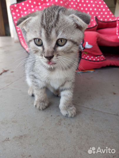 Вислоухие котята
