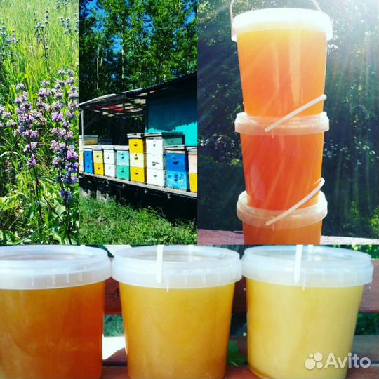 Мед Алтайский с личной пасеки