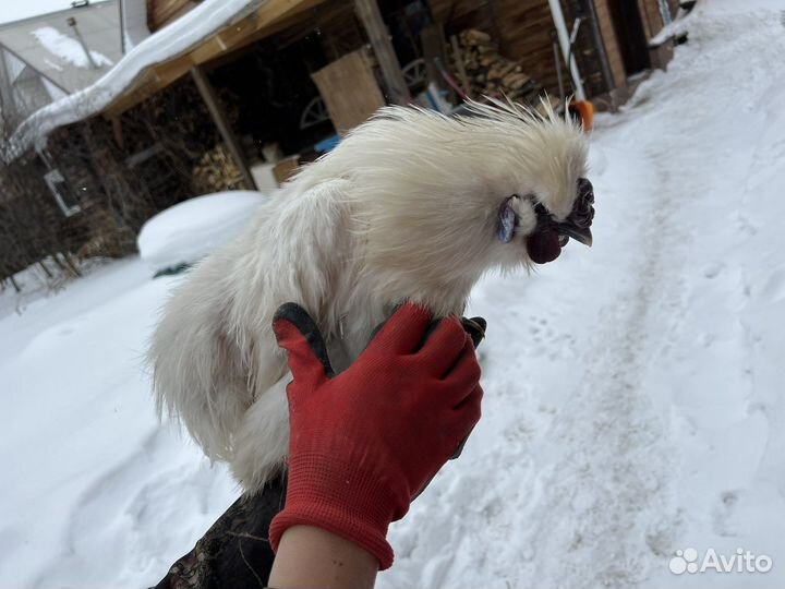 Петух китайский шелковый