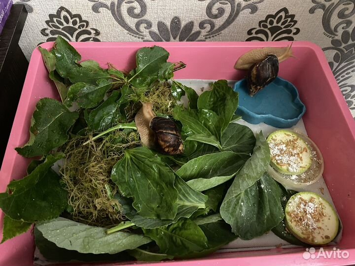 Улитки ахатины