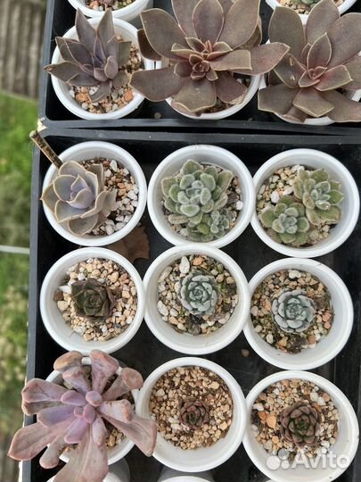 Суккуленты, грунт