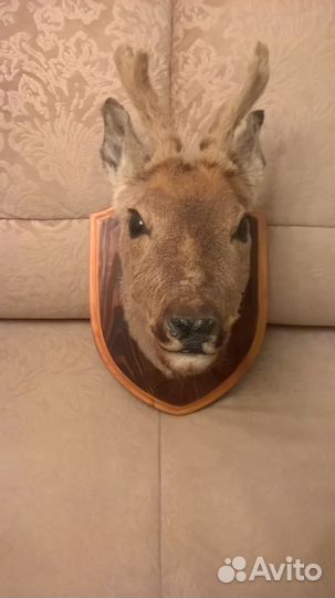 Чучело косули