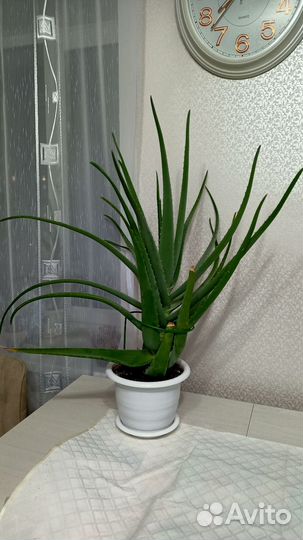 Алоэ лечебный