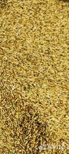 Ячмень фуражный