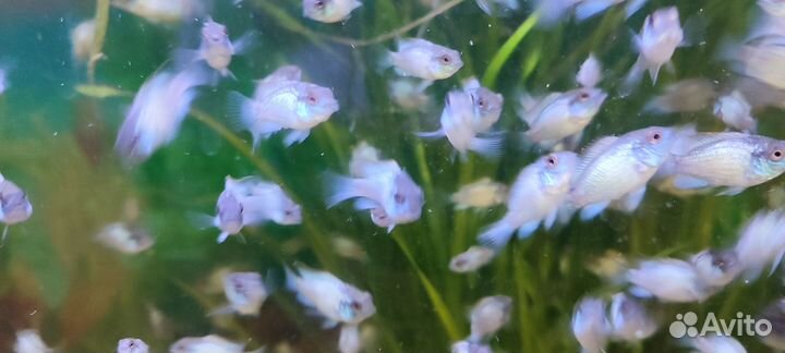 Аквариумные рыбки