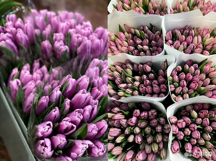 Тюльпаны оптом