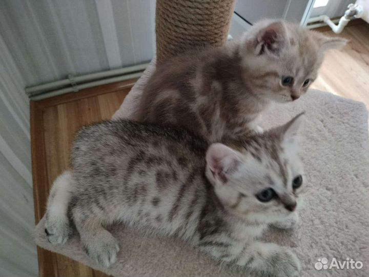 Продам шотландских котят