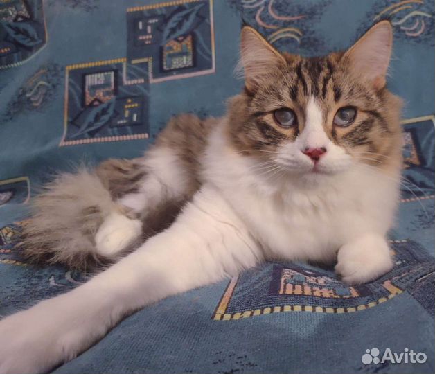 Котик Тихон