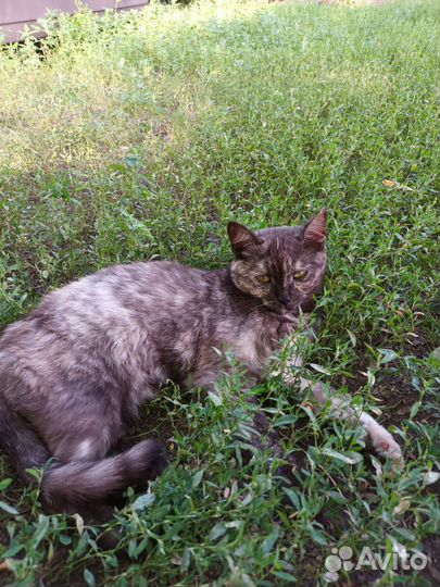 Отдам в добрые руки кота и кошку