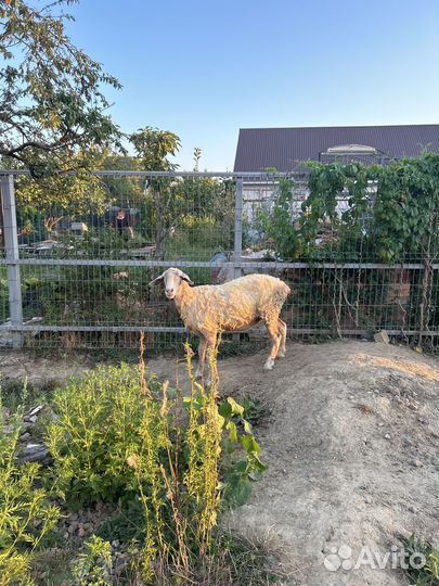 Овца. Помесь, Мериноландшаф и меринос. Воз. 2,4