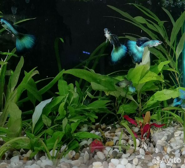 Гуппи малахит чистая линия-пара