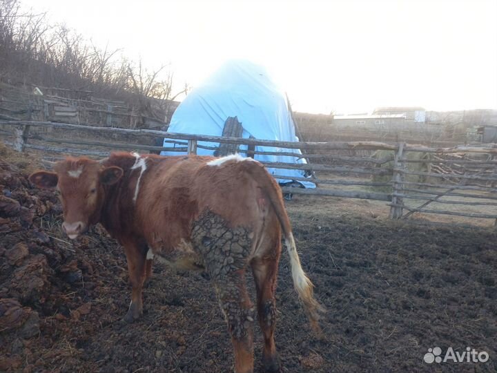 Телята бычки телочки