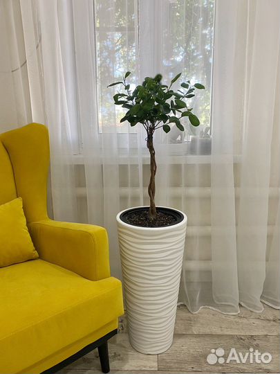 Фикус макломе