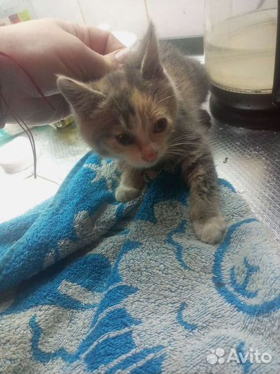 Котята, забрали у живодеров